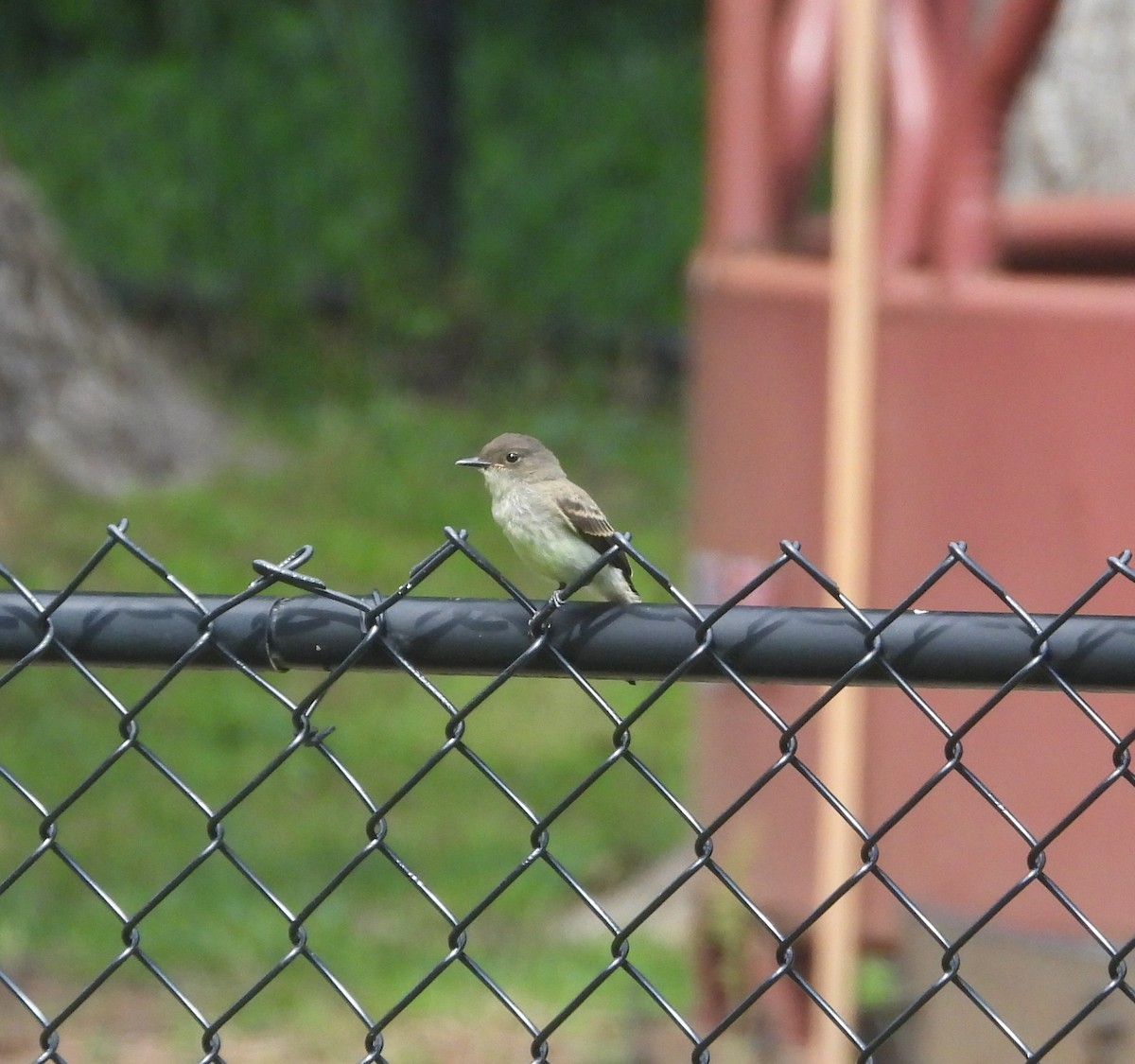 Eastern Phoebe - ML644602912