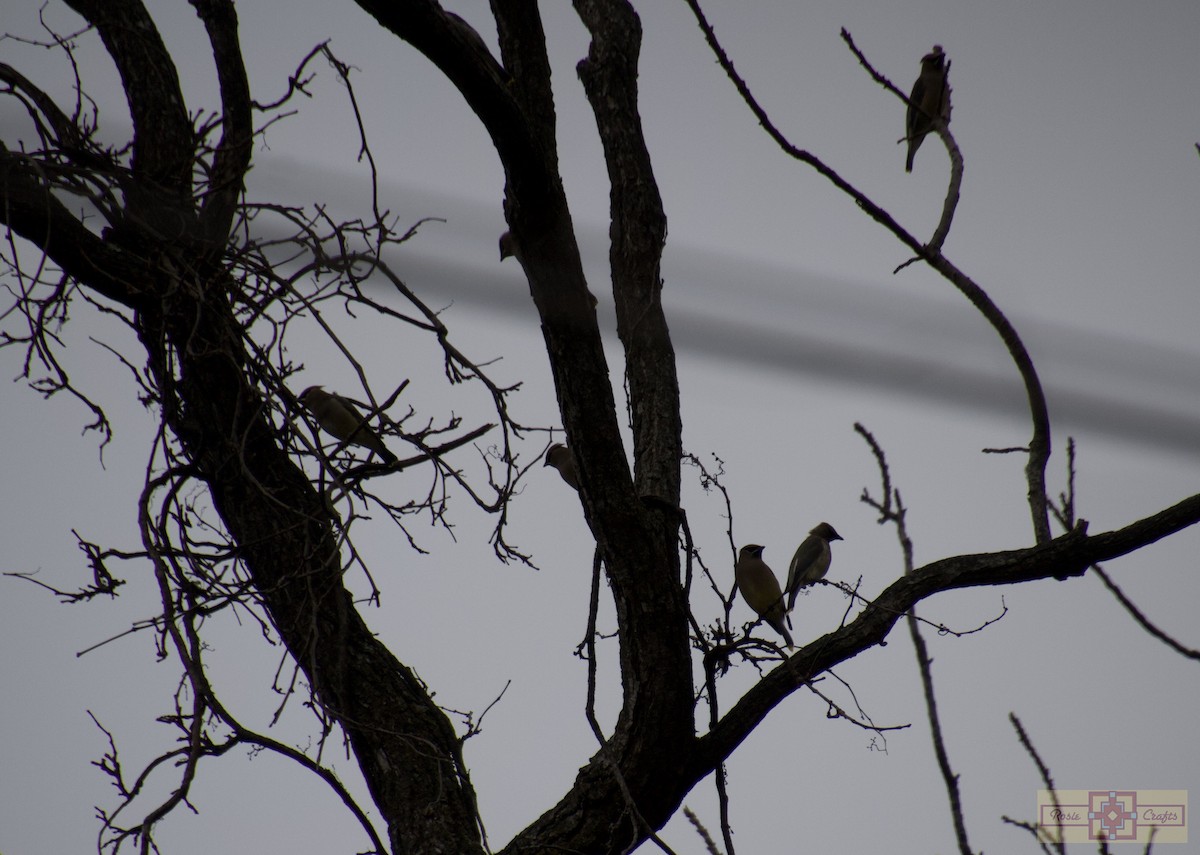 Cedar Waxwing - ML644602920