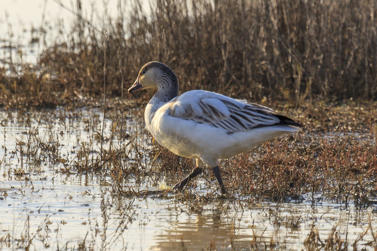 Snow Goose - ML644602923