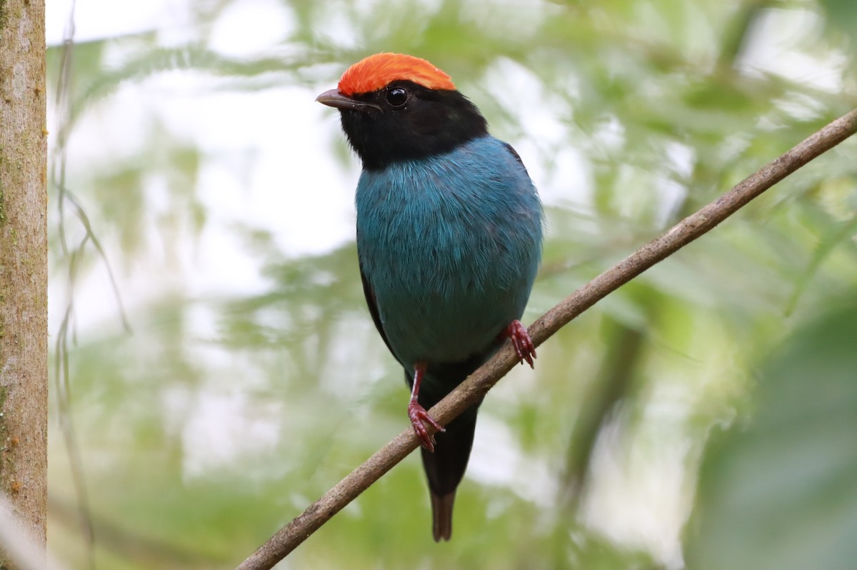 Swallow-tailed Manakin - ML644602924