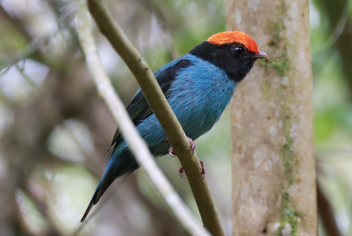 Swallow-tailed Manakin - ML644602925