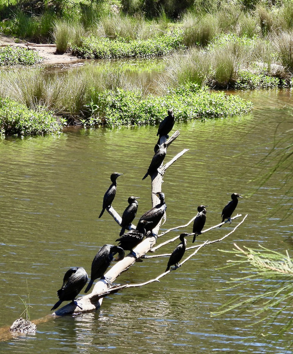 Little Black Cormorant - ML644602928