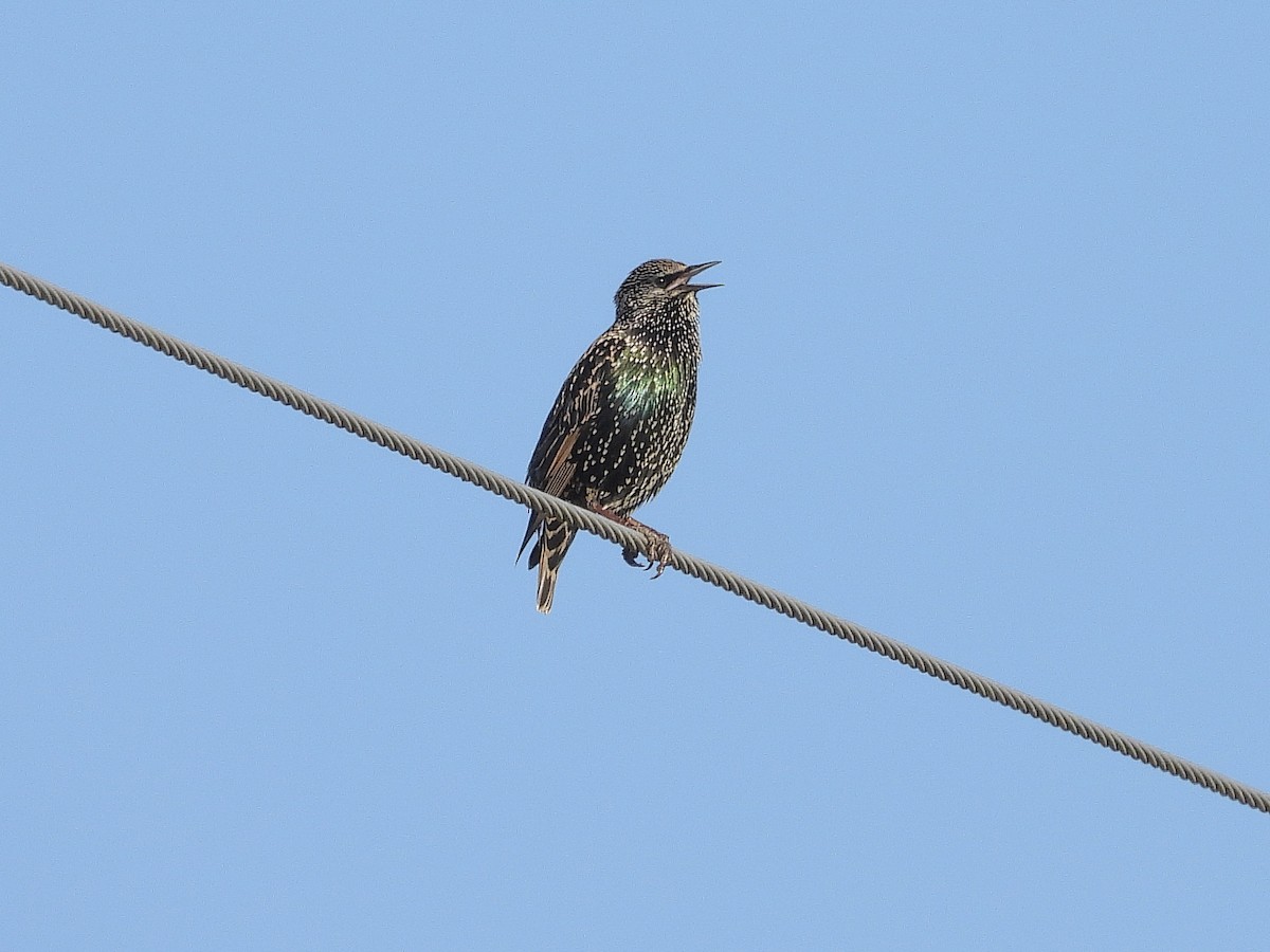 European Starling - ML644602930