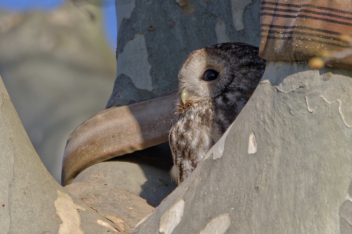 Chouette hulotte - ML644602933