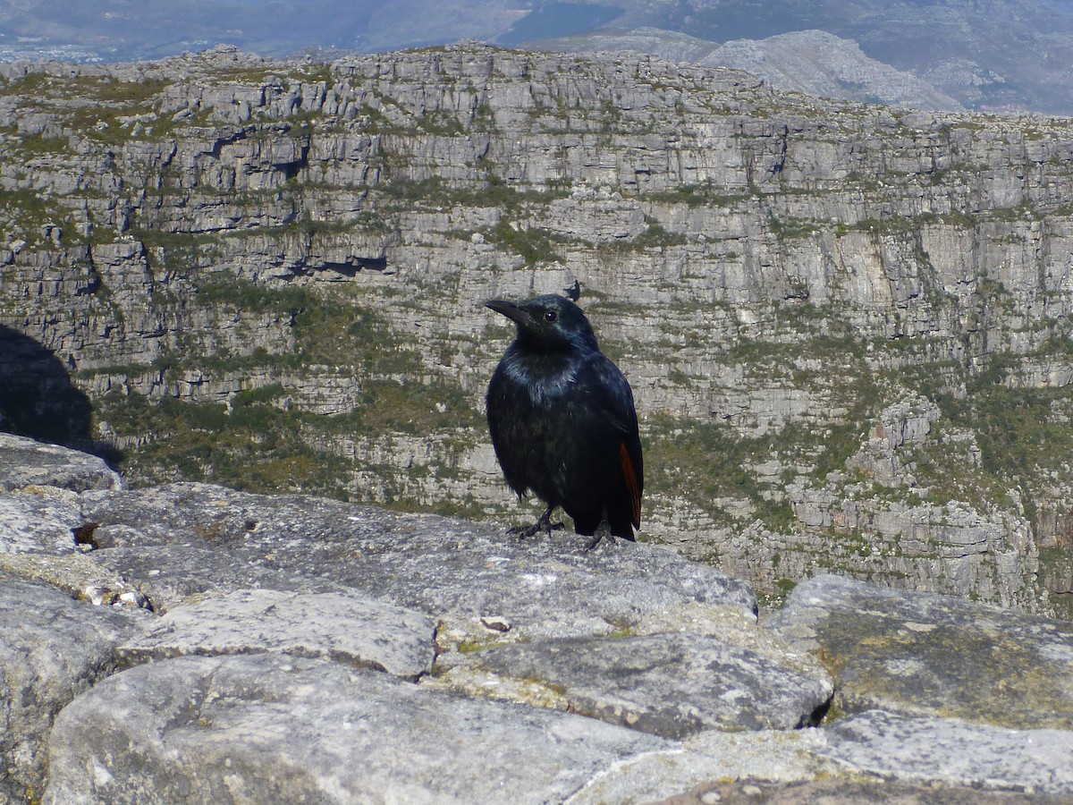 Red-winged Starling - ML644602936