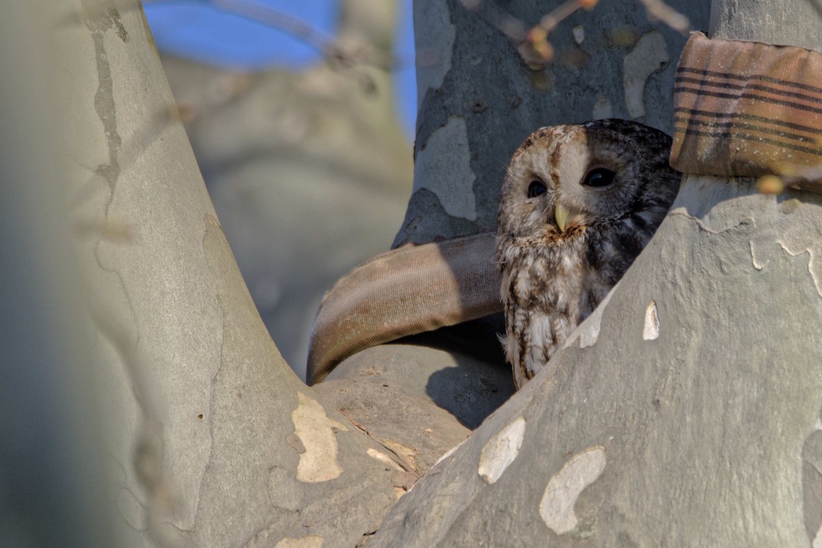 Chouette hulotte - ML644602937