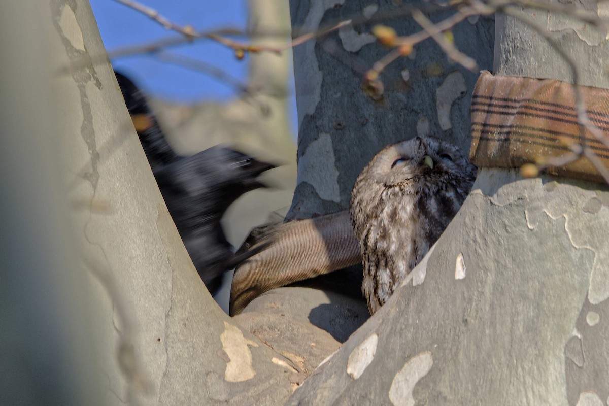 Chouette hulotte - ML644602943