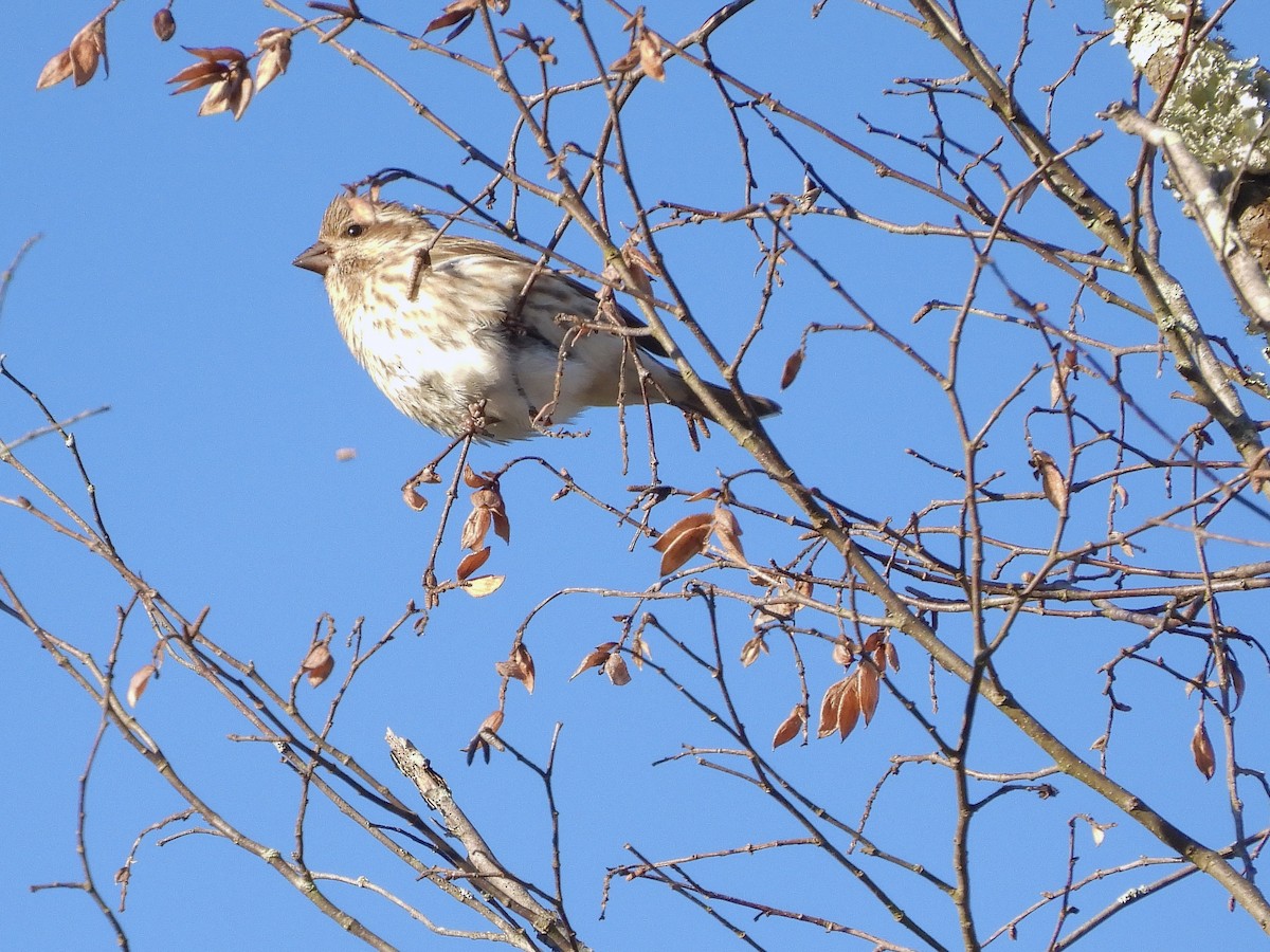 hýl nachový - ML644602949