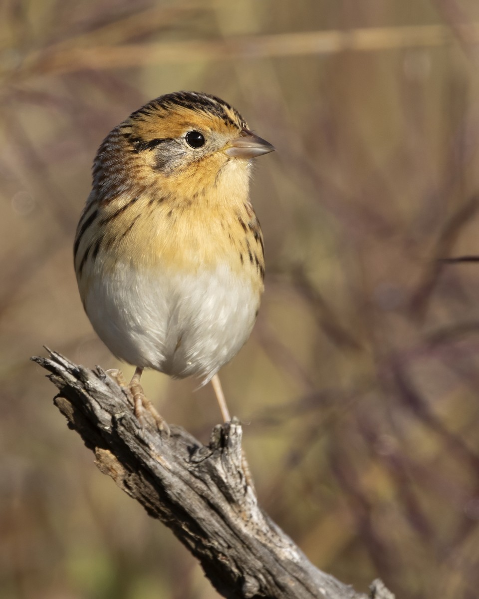 LeConte's Sparrow - ML644602950