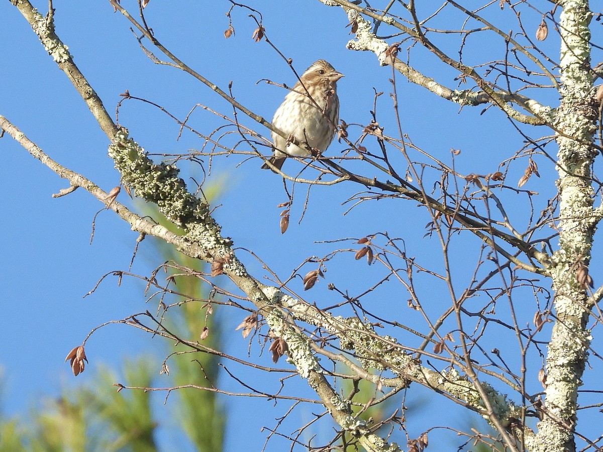 hýl nachový - ML644602953