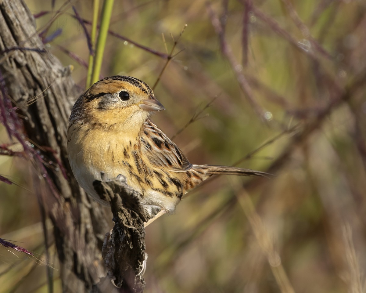 LeConte's Sparrow - ML644602955