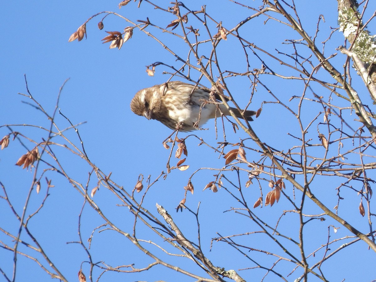 hýl nachový - ML644602956