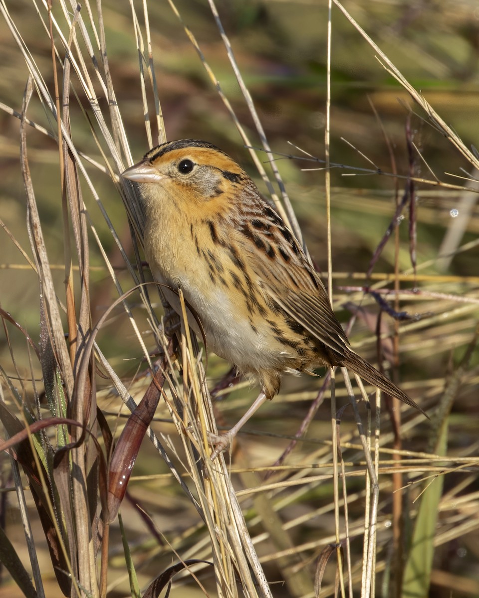 LeConte's Sparrow - ML644602957
