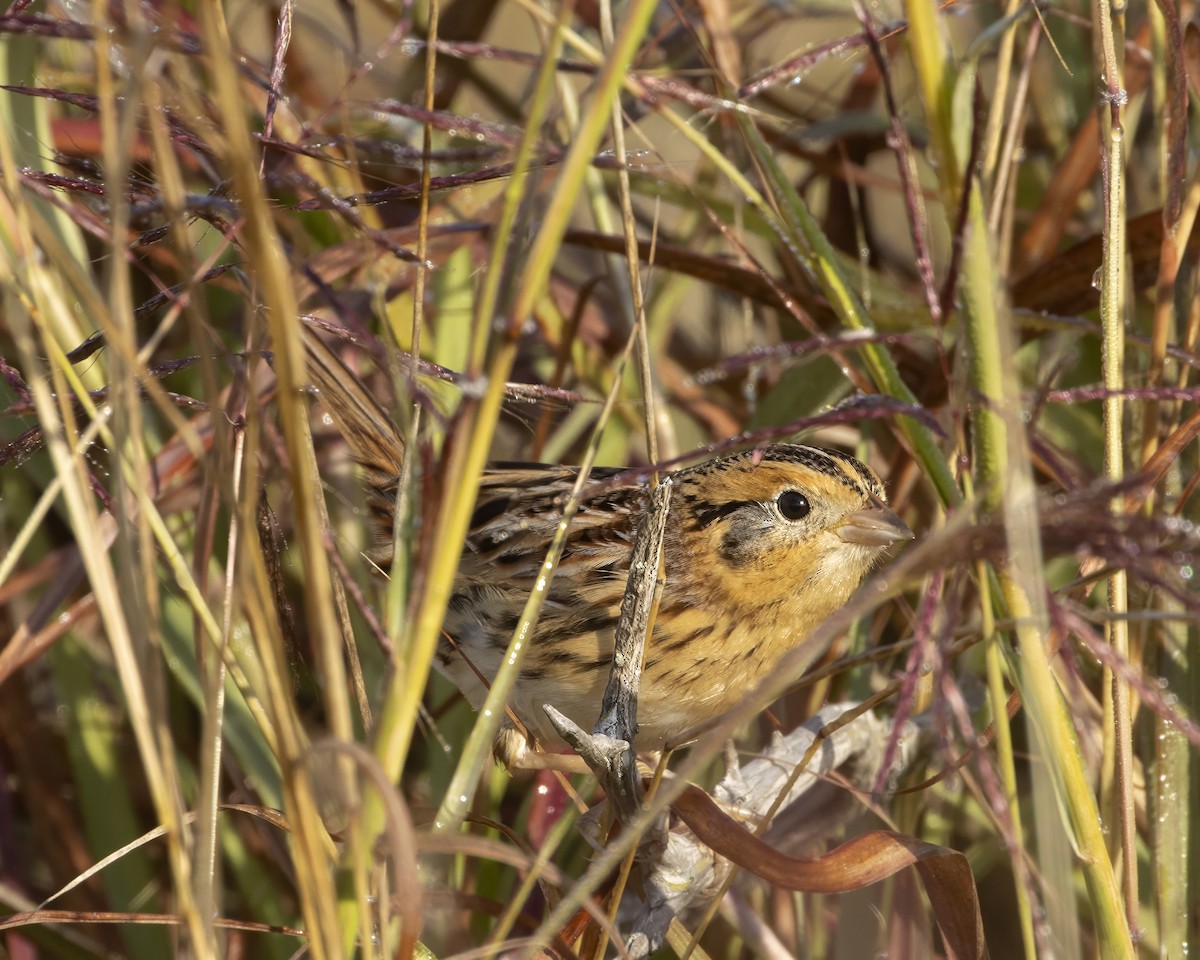 LeConte's Sparrow - ML644602960