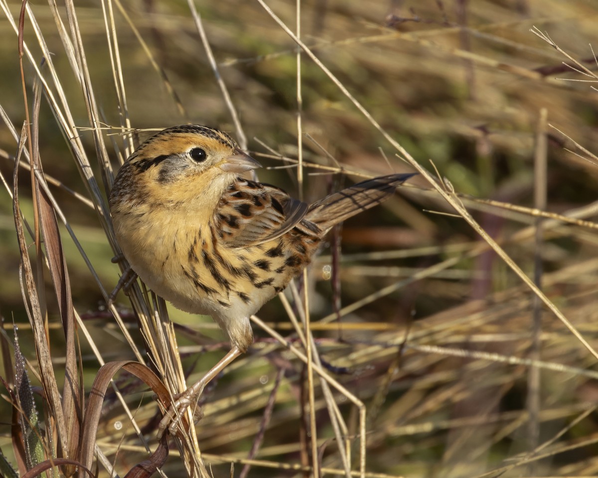 LeConte's Sparrow - ML644602961