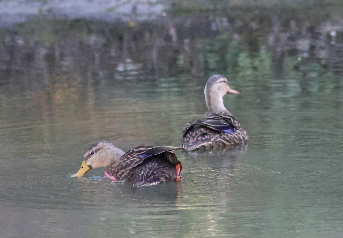 kachna pobřežní - ML644602962