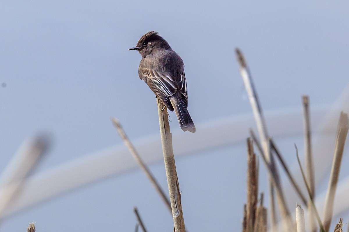 Black Phoebe - ML644602964