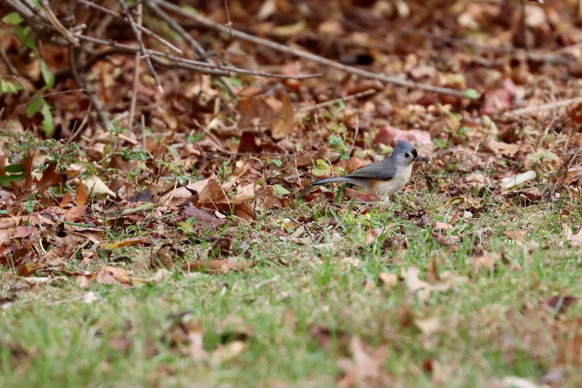 gråduskmeis - ML644602965