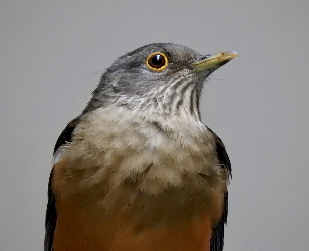 Rufous-bellied Thrush - ML644602966