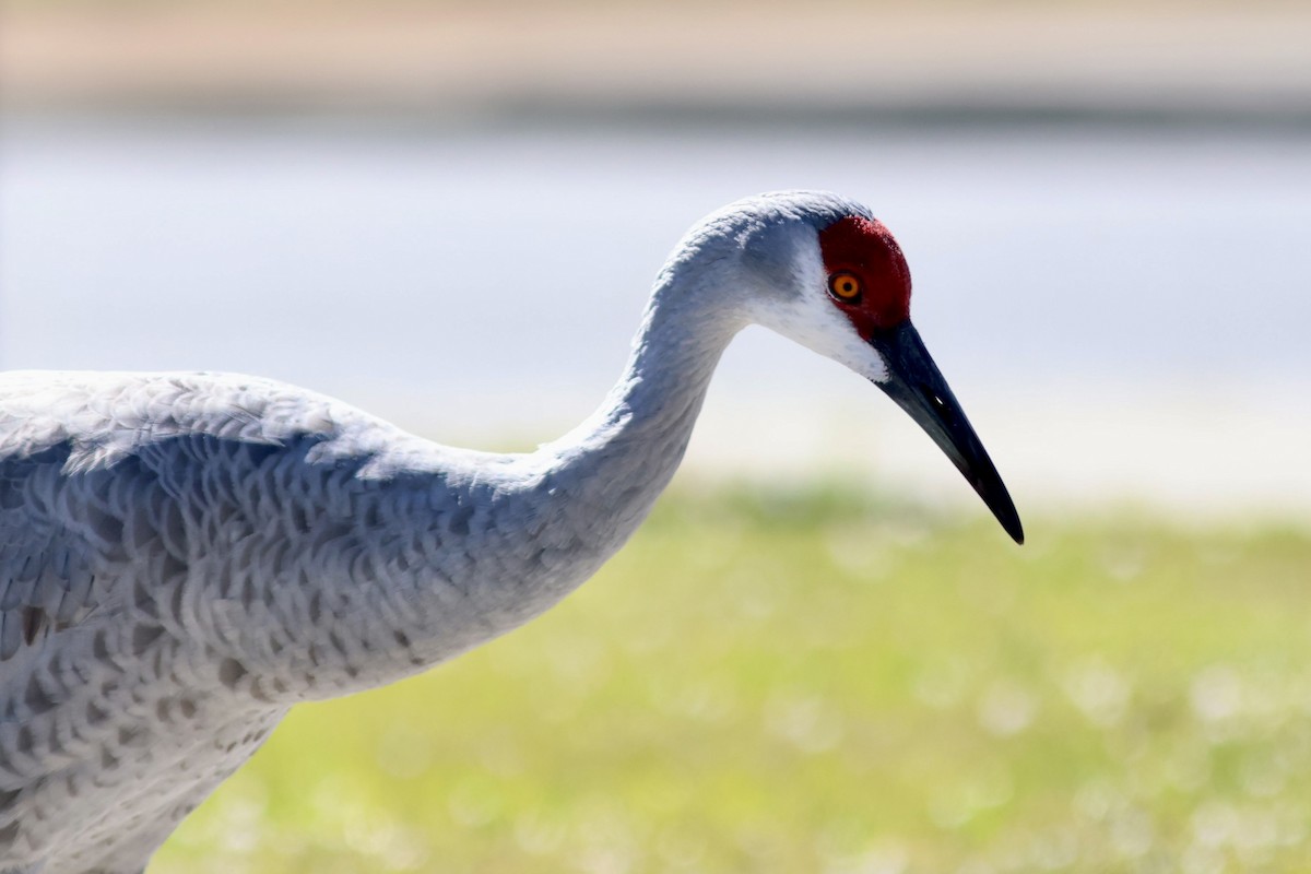 jeřáb kanadský - ML644602967