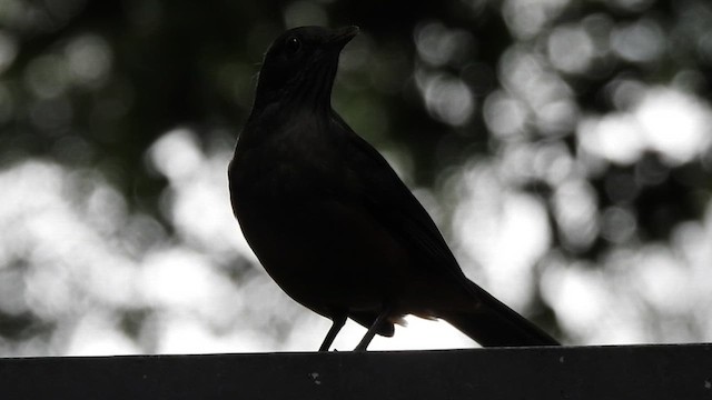 Zorzal Colorado - ML644602968