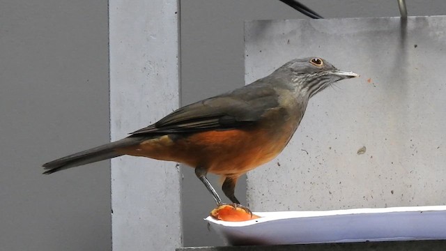 Zorzal Colorado - ML644602972