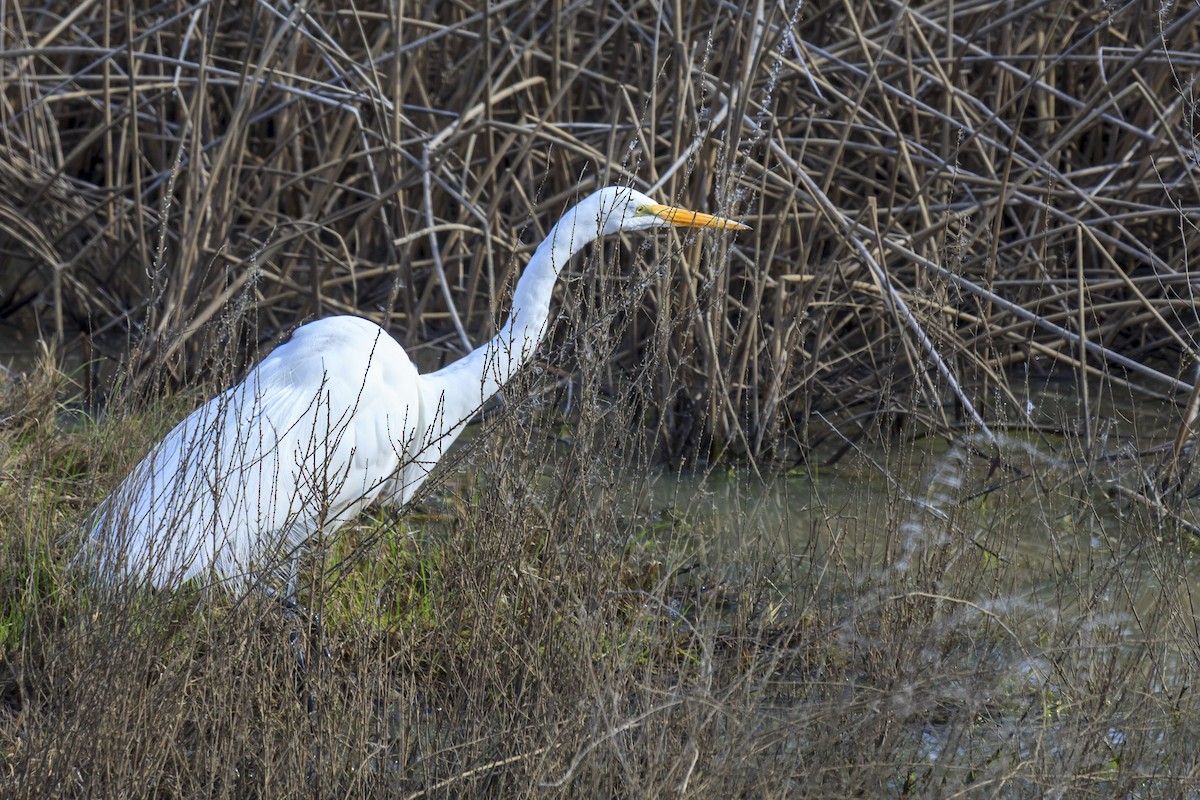 volavka bílá - ML644602976