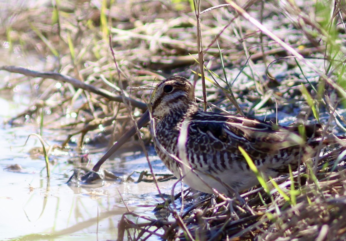 bekasina severoamerická - ML644602977