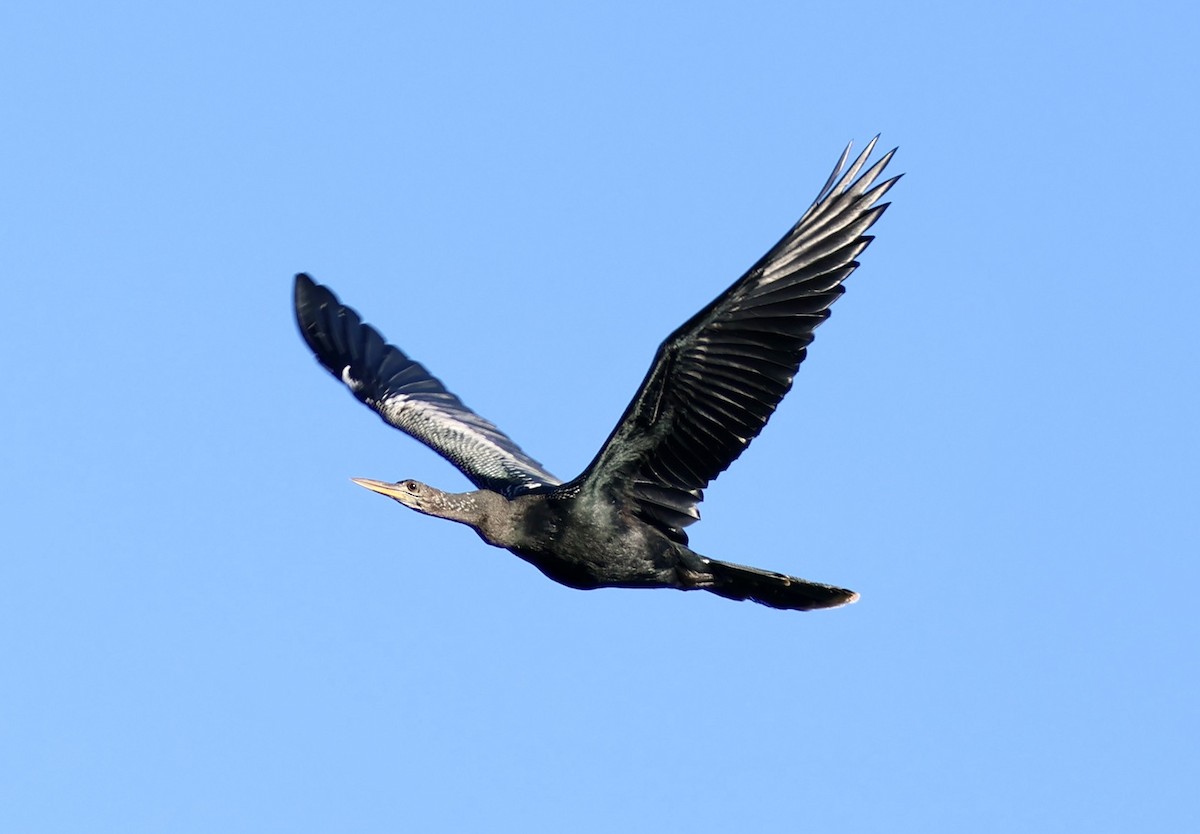 anhinga americká - ML644602981