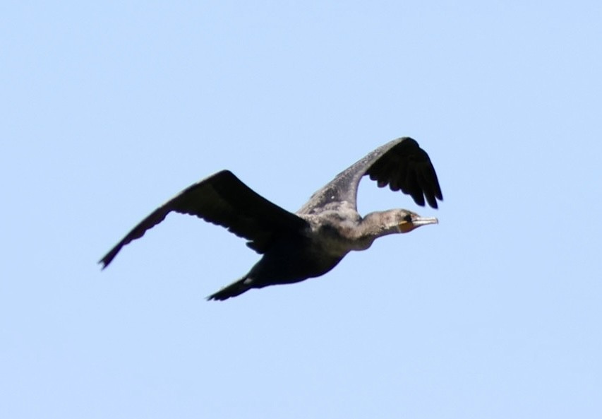 kormorán ušatý - ML644602986