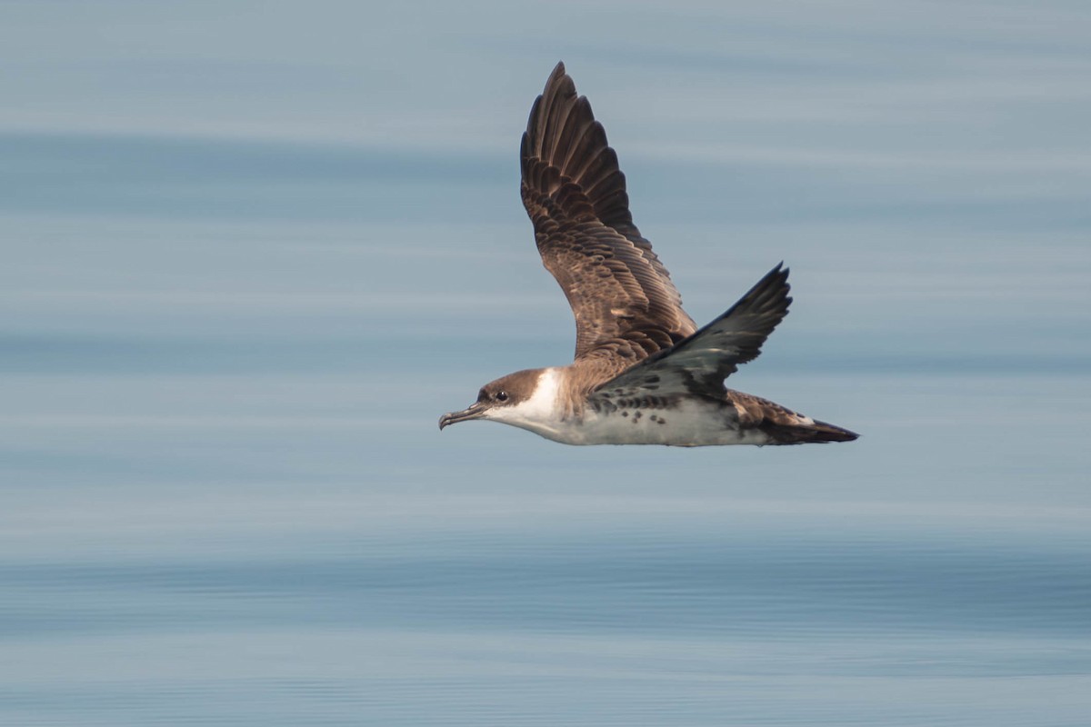 יסעור שחור-כיפה - ML644602992