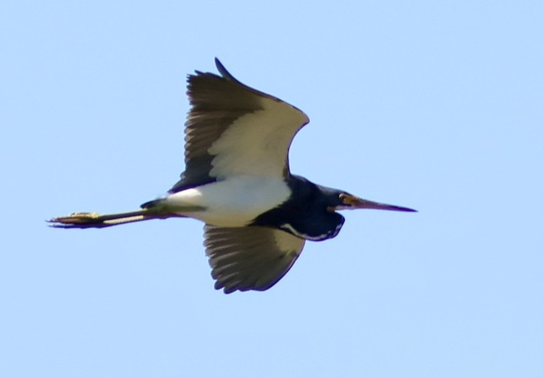 volavka tříbarvá - ML644602995