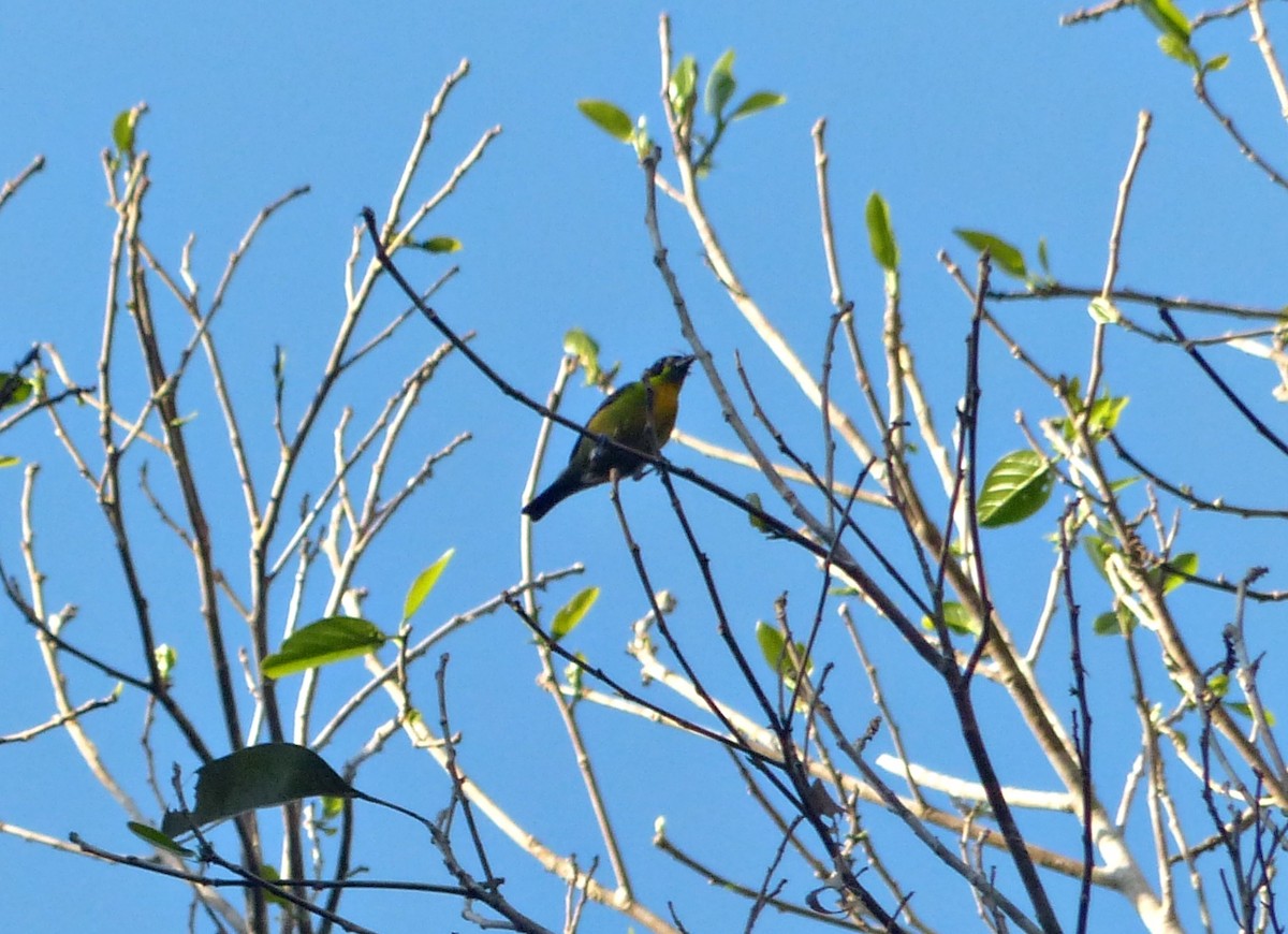 Танагра золотогруда - ML644602999