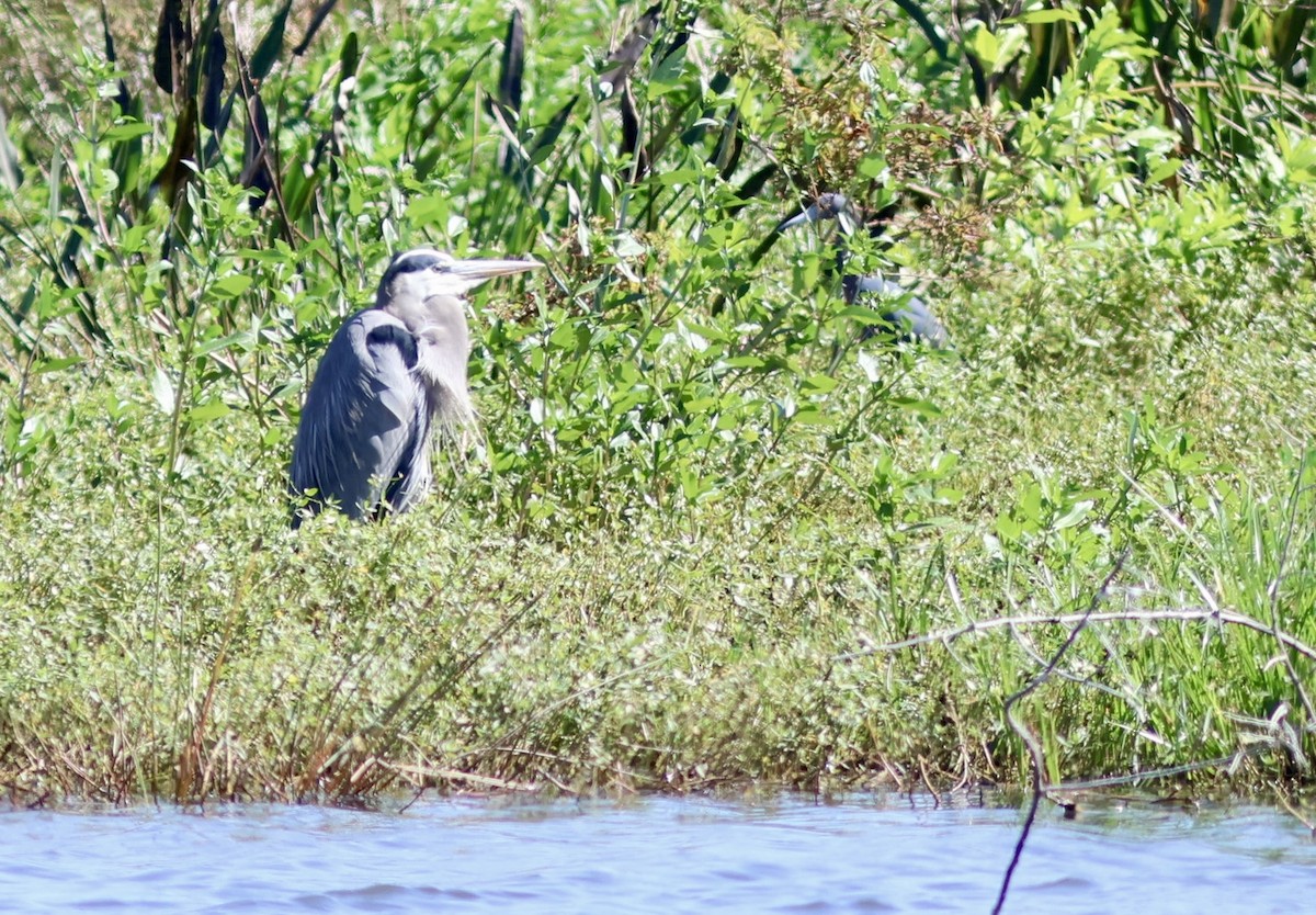 volavka velká - ML644603008