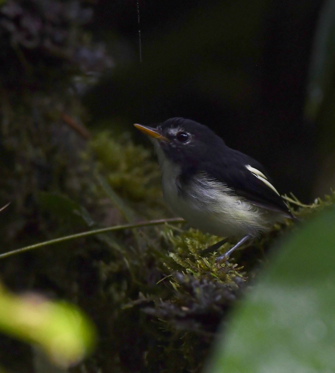 Black-and-white Tody-Flycatcher - ML644603011