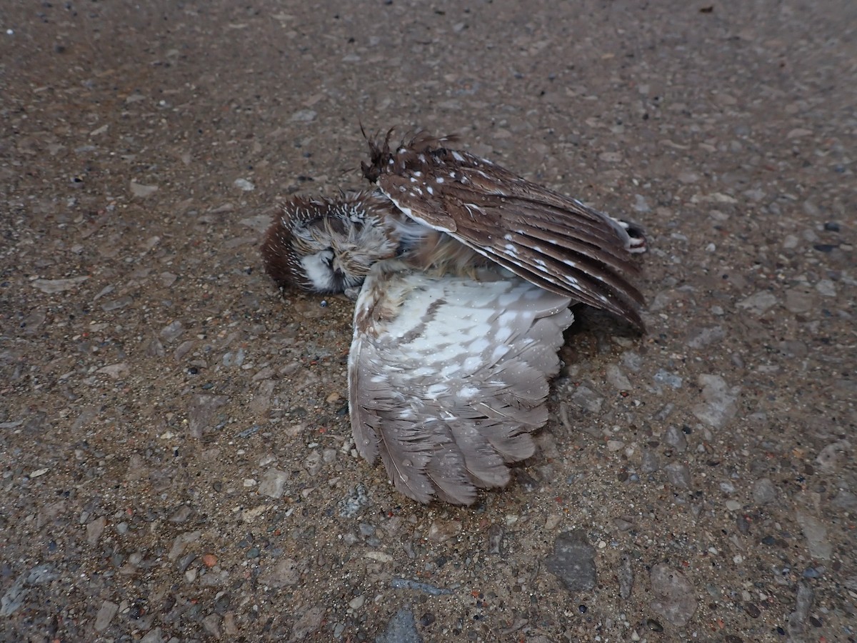 アメリカキンメフクロウ - ML644603013