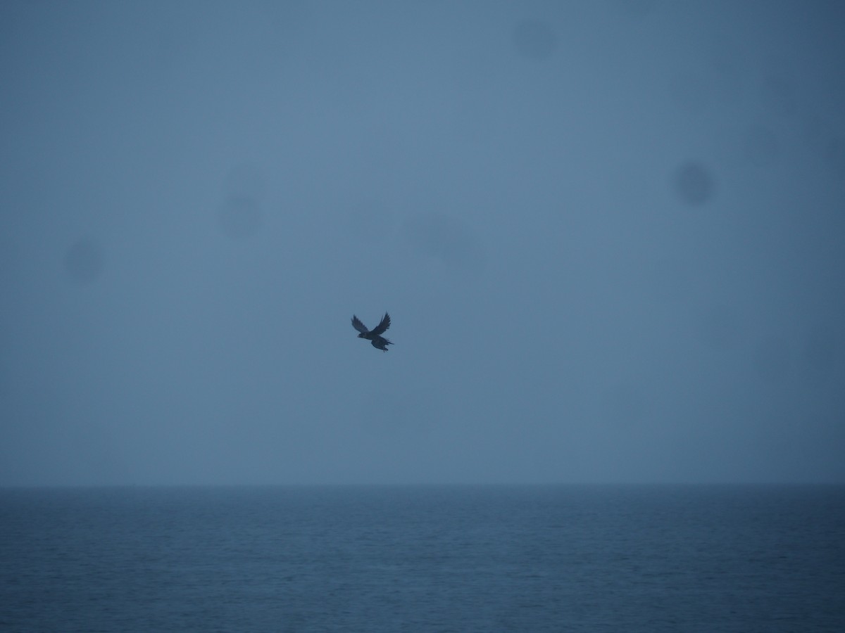 ハヤブサ - ML644603020