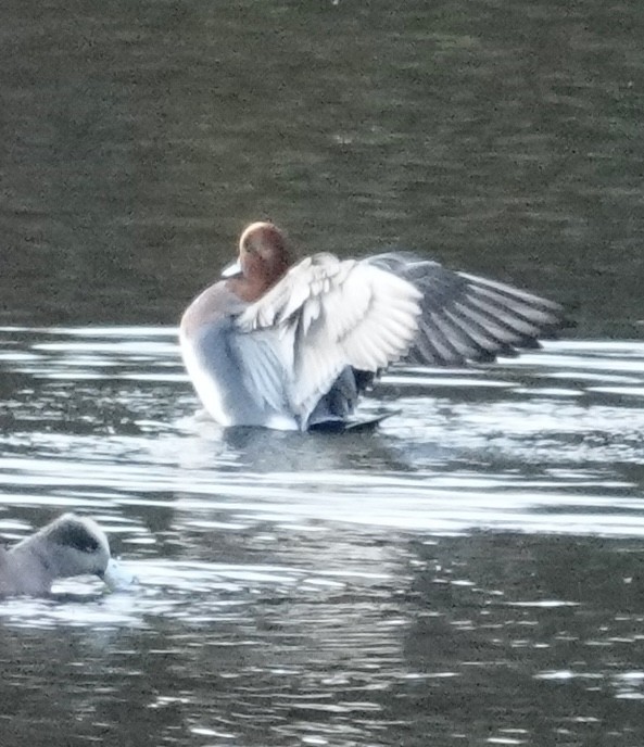 赤頸鴨 - ML644603025