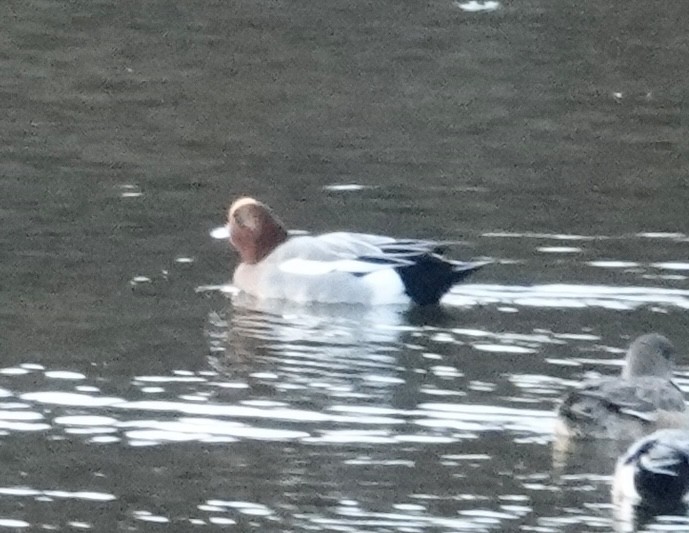 赤頸鴨 - ML644603026