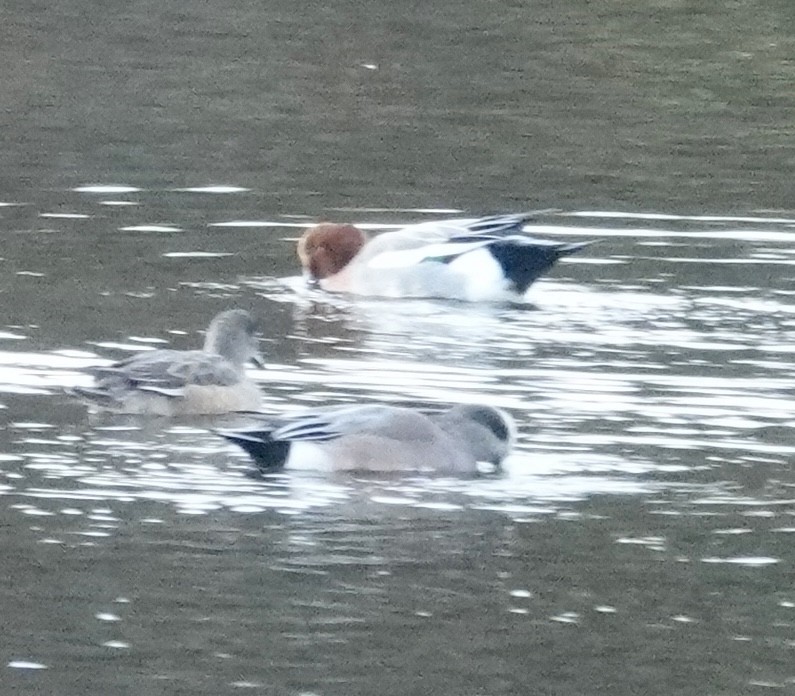 赤頸鴨 - ML644603027