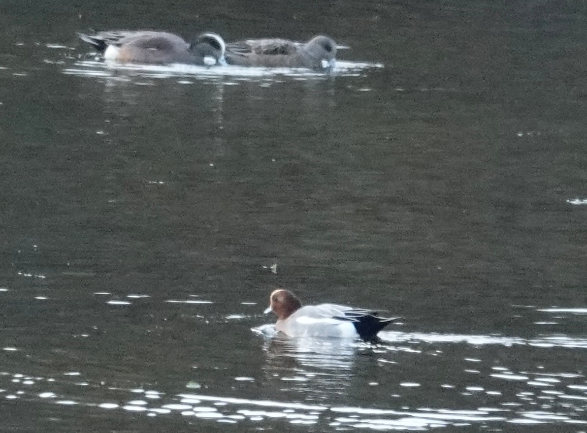 赤頸鴨 - ML644603028