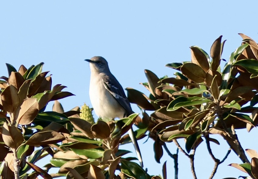 drozdec mnohohlasý - ML644603030