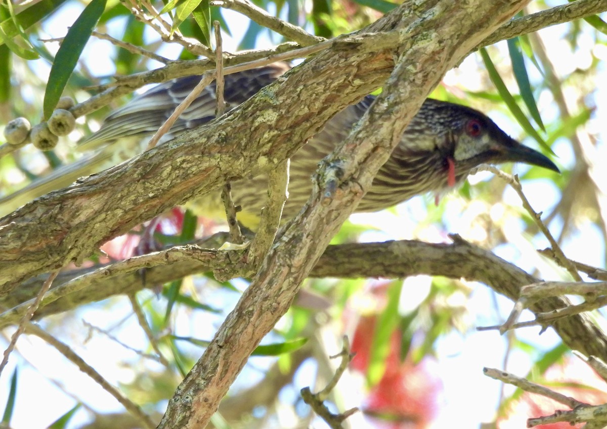 Red Wattlebird - ML644603031