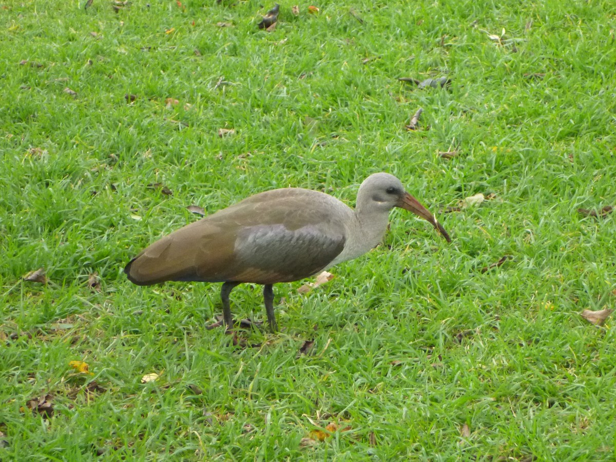 hadadaibis - ML644603035