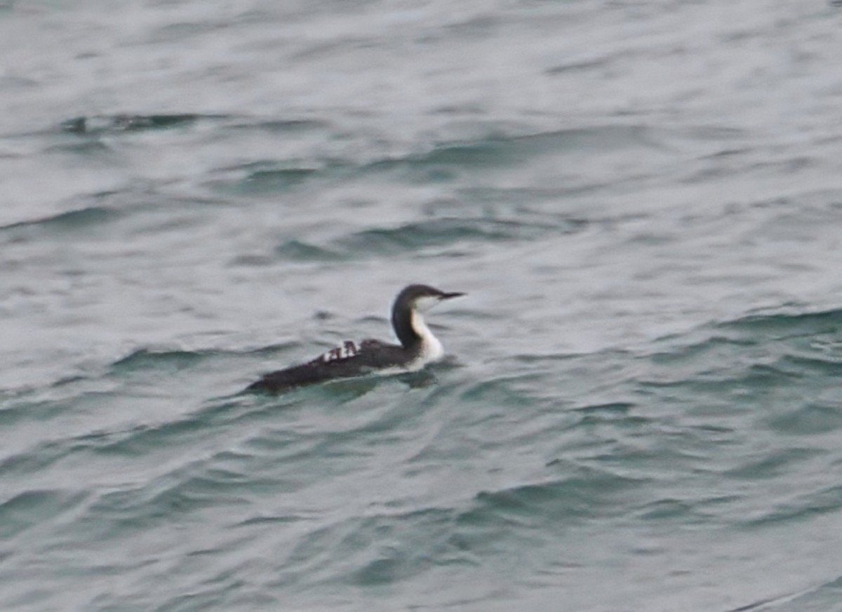 Plongeon du Pacifique - ML644603038