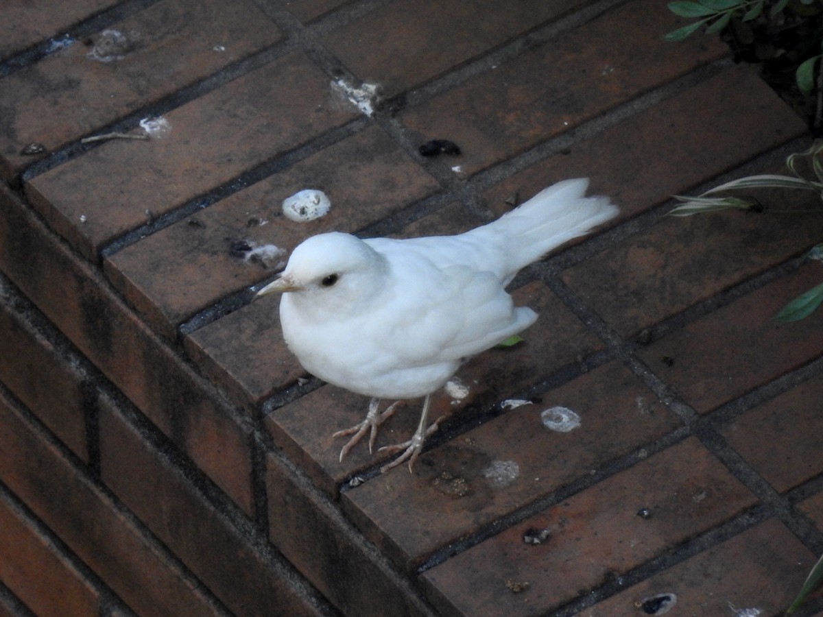 Rufous-bellied Thrush - ML644603058