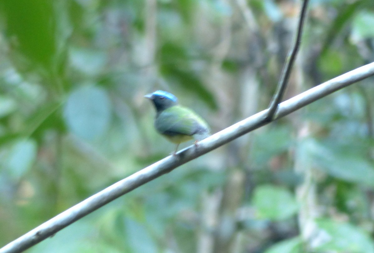 Blue-capped Manakin - ML644603063