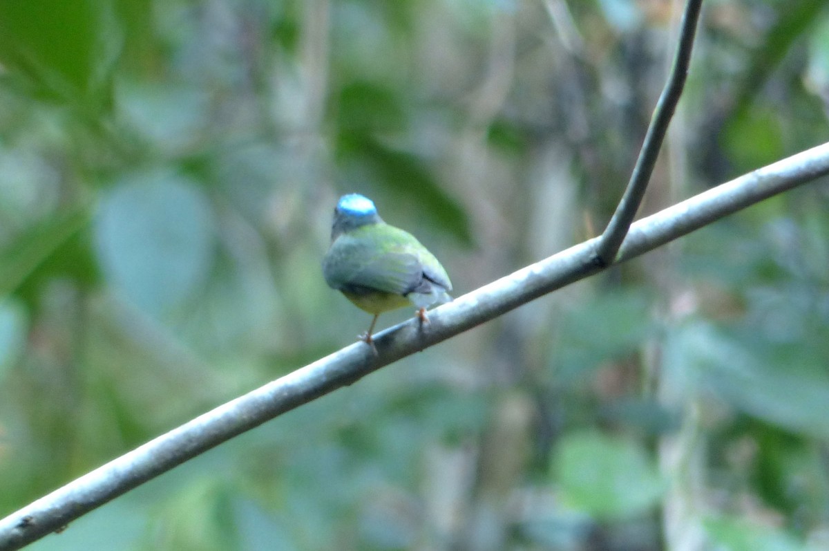Blue-capped Manakin - ML644603064