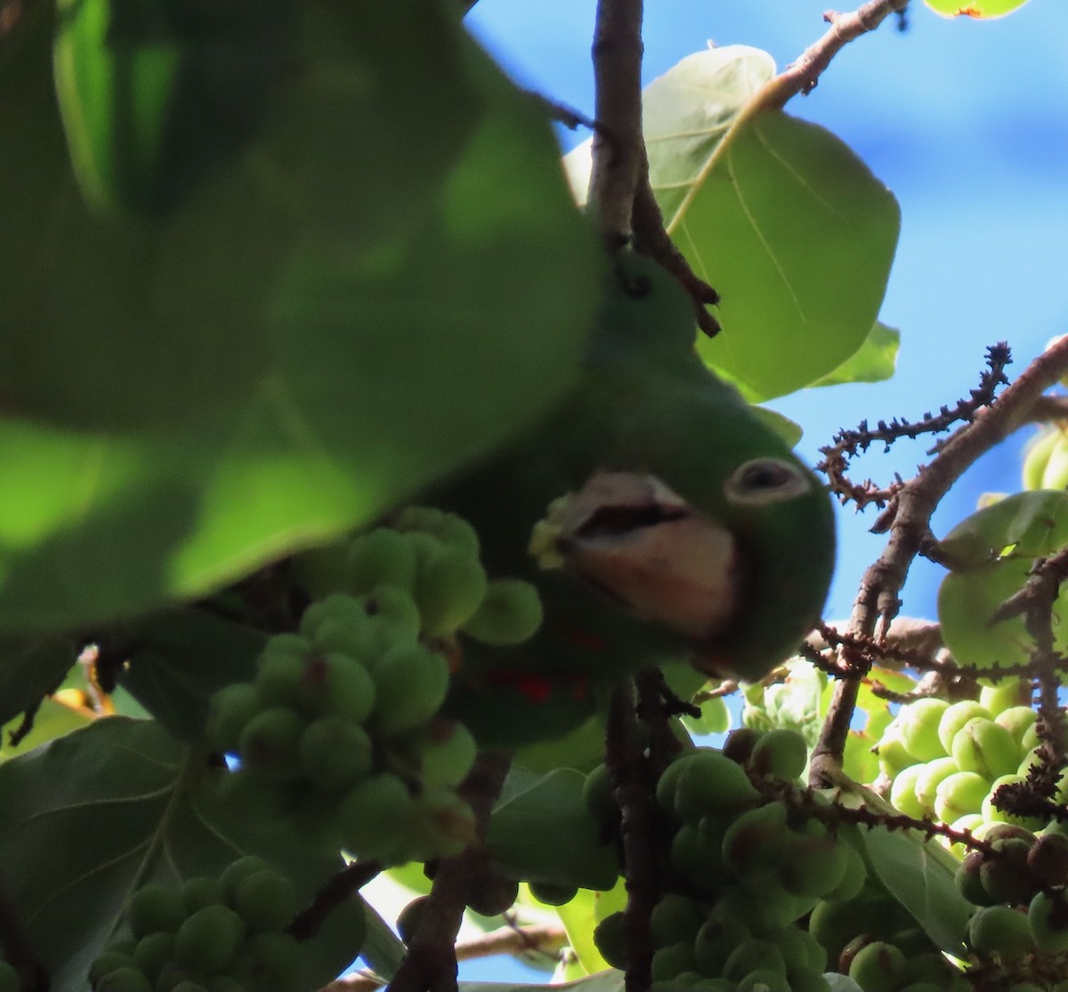 White-eyed Parakeet - ML644603072