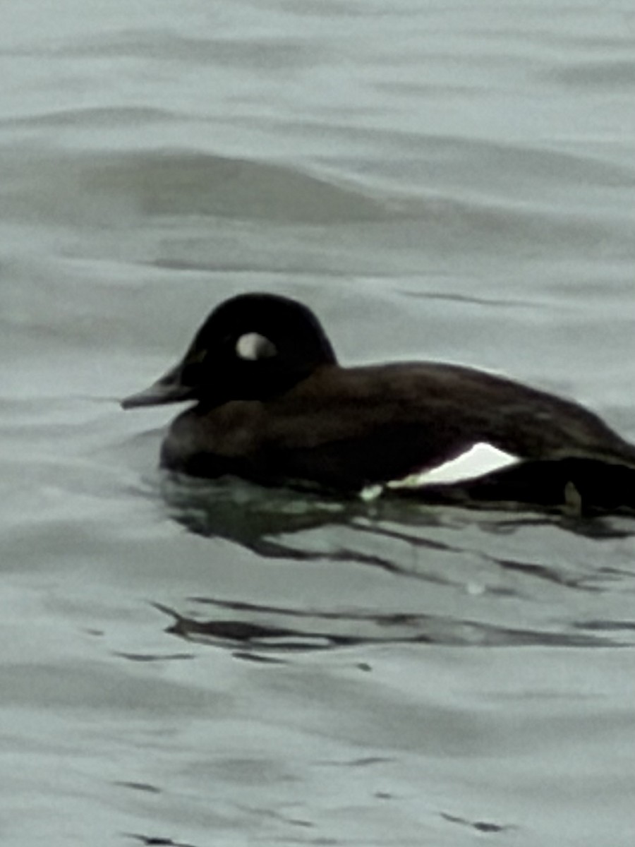 White-winged Scoter - ML644603074